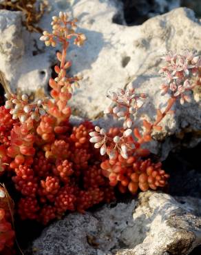 Fotografia 14 da espécie Sedum brevifolium no Jardim Botânico UTAD