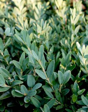 Fotografia 14 da espécie Buxus sempervirens no Jardim Botânico UTAD