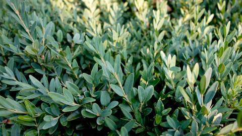 Fotografia da espécie Buxus sempervirens