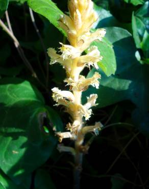 Fotografia 15 da espécie Orobanche hederae no Jardim Botânico UTAD