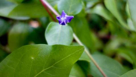 Fotografia da espécie Vinca difformis subesp. difformis