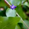 Fotografia 17 da espécie Vinca difformis subesp. difformis do Jardim Botânico UTAD