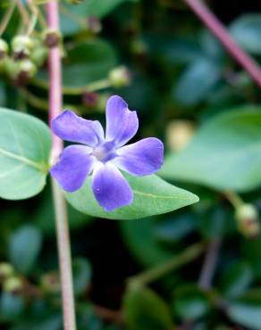 Fotografia 18 da espécie Vinca difformis subesp. difformis no Jardim Botânico UTAD