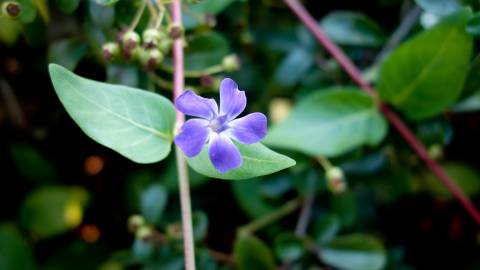 Fotografia da espécie Vinca difformis subesp. difformis