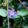 Fotografia 18 da espécie Vinca difformis subesp. difformis do Jardim Botânico UTAD