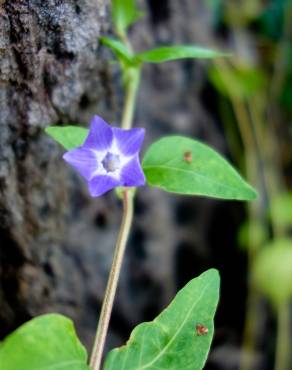 Fotografia 19 da espécie Vinca difformis subesp. difformis no Jardim Botânico UTAD