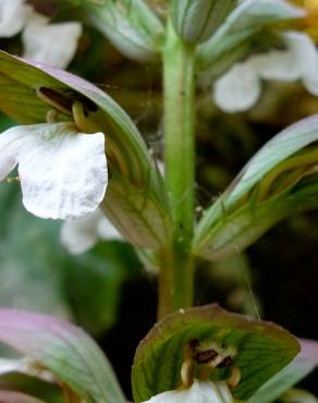 Fotografia 17 da espécie Acanthus mollis no Jardim Botânico UTAD