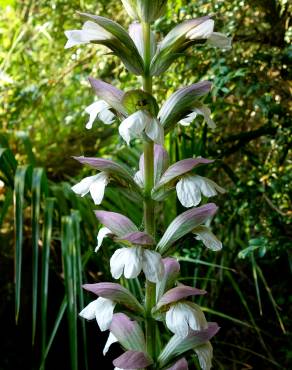 Fotografia 18 da espécie Acanthus mollis no Jardim Botânico UTAD