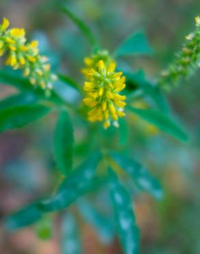 Fotografia 12 da espécie Melilotus indicus no Jardim Botânico UTAD