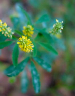 Fotografia 14 da espécie Melilotus indicus no Jardim Botânico UTAD