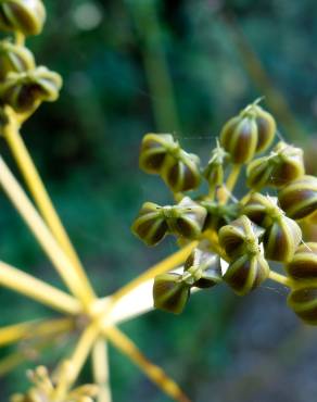 Fotografia 16 da espécie Smyrnium olusatrum no Jardim Botânico UTAD
