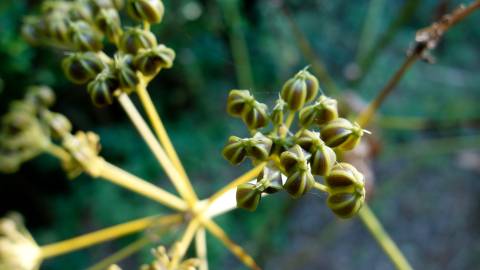 Fotografia da espécie Smyrnium olusatrum