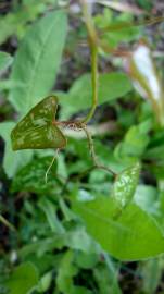 Fotografia da espécie Smilax aspera