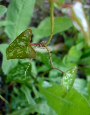 Fotografia 13 da espécie Smilax aspera no Jardim Botânico UTAD