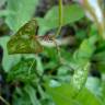 Fotografia 13 da espécie Smilax aspera do Jardim Botânico UTAD