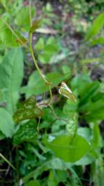 Fotografia da espécie Smilax aspera