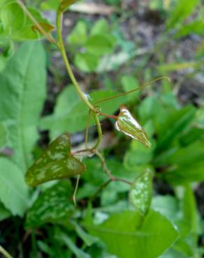 Fotografia 14 da espécie Smilax aspera no Jardim Botânico UTAD