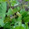 Fotografia 14 da espécie Smilax aspera do Jardim Botânico UTAD