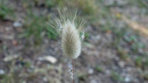 Fotografia da espécie Lagurus ovatus