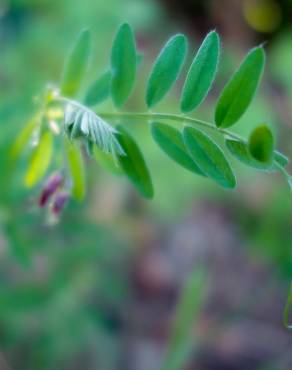 Fotografia 13 da espécie Vicia sativa subesp. nigra no Jardim Botânico UTAD