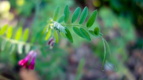 Fotografia da espécie Vicia sativa subesp. nigra