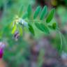 Fotografia 13 da espécie Vicia sativa subesp. nigra do Jardim Botânico UTAD