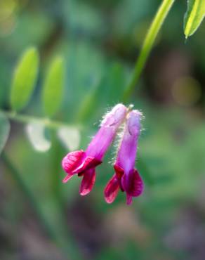 Fotografia 14 da espécie Vicia sativa subesp. nigra no Jardim Botânico UTAD