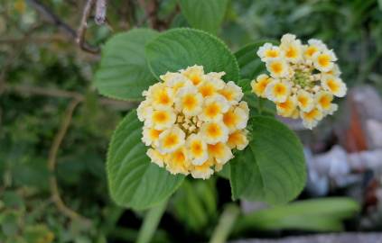 Fotografia da espécie Lantana camara