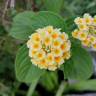 Fotografia 14 da espécie Lantana camara do Jardim Botânico UTAD
