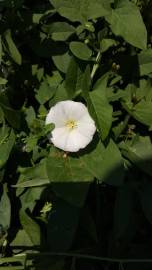 Fotografia da espécie Calystegia sepium subesp. sepium