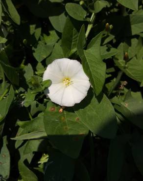 Fotografia 11 da espécie Calystegia sepium subesp. sepium no Jardim Botânico UTAD