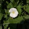 Fotografia 11 da espécie Calystegia sepium subesp. sepium do Jardim Botânico UTAD