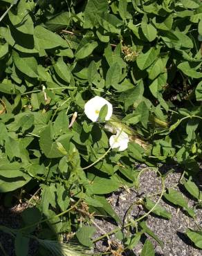 Fotografia 12 da espécie Calystegia sepium subesp. sepium no Jardim Botânico UTAD