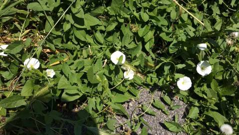 Fotografia da espécie Calystegia sepium subesp. sepium