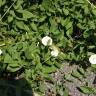 Fotografia 12 da espécie Calystegia sepium subesp. sepium do Jardim Botânico UTAD