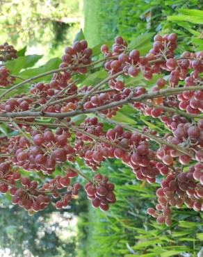 Fotografia 15 da espécie Elaeagnus umbellata no Jardim Botânico UTAD