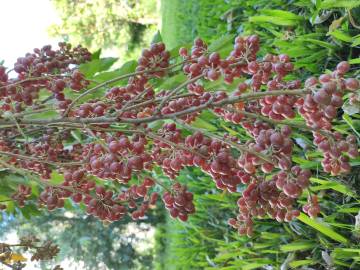 Fotografia da espécie Elaeagnus umbellata