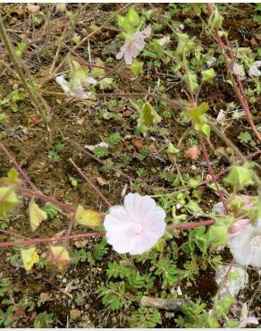 Fotografia 12 da espécie Malva hispanica no Jardim Botânico UTAD