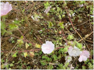 Fotografia da espécie Malva hispanica