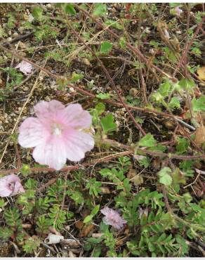 Fotografia 13 da espécie Malva hispanica no Jardim Botânico UTAD