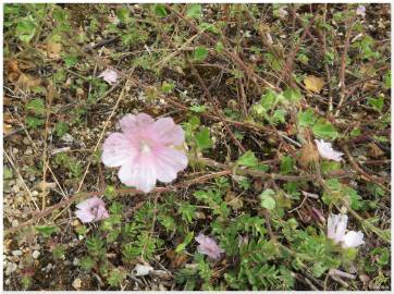 Fotografia da espécie Malva hispanica