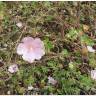 Fotografia 13 da espécie Malva hispanica do Jardim Botânico UTAD