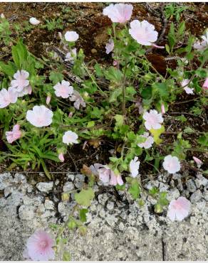 Fotografia 14 da espécie Malva hispanica no Jardim Botânico UTAD