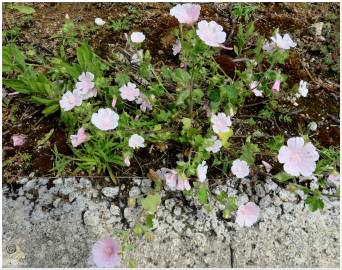 Fotografia da espécie Malva hispanica