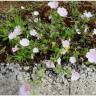 Fotografia 14 da espécie Malva hispanica do Jardim Botânico UTAD