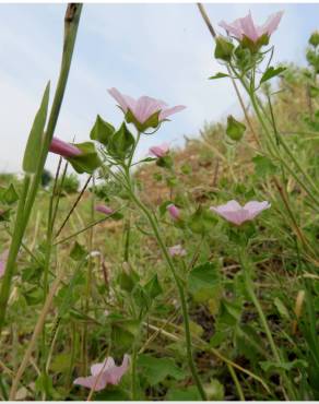 Fotografia 15 da espécie Malva hispanica no Jardim Botânico UTAD