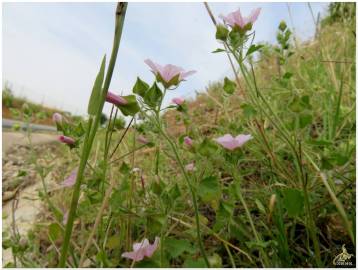 Fotografia da espécie Malva hispanica