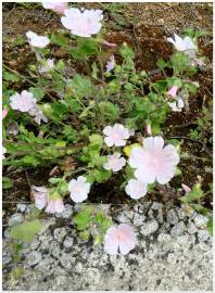 Fotografia da espécie Malva hispanica