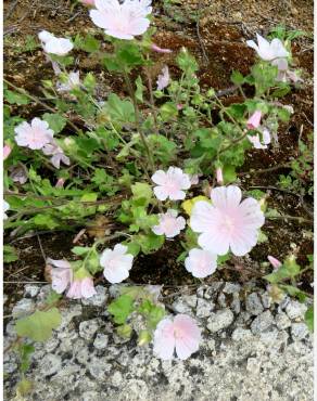 Fotografia 16 da espécie Malva hispanica no Jardim Botânico UTAD