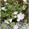 Fotografia 16 da espécie Malva hispanica do Jardim Botânico UTAD